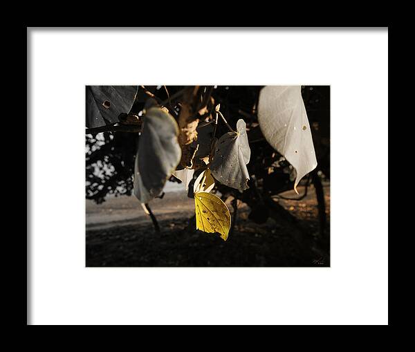 Nature Framed Print featuring the photograph Yellow Leaf by Michael Blaine