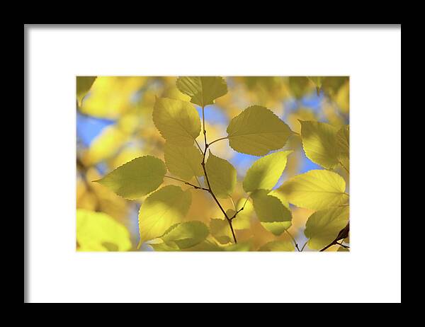Autumn Framed Print featuring the photograph Yellow Leaves. by Digiblocks Photography