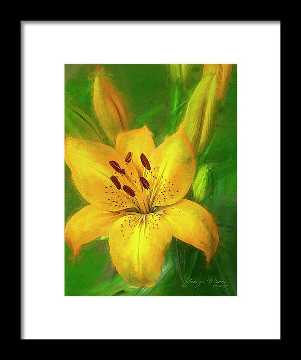 Floral Framed Print featuring the photograph Yellow Lilly by George Moore