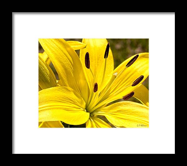 Flower Framed Print featuring the photograph Yellow Lily by Christopher Holmes