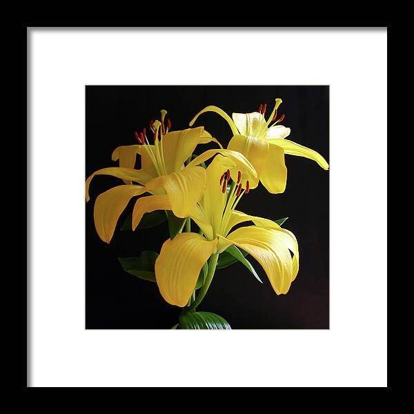 Lily Framed Print featuring the photograph Yellow Lily by Jeff Townsend