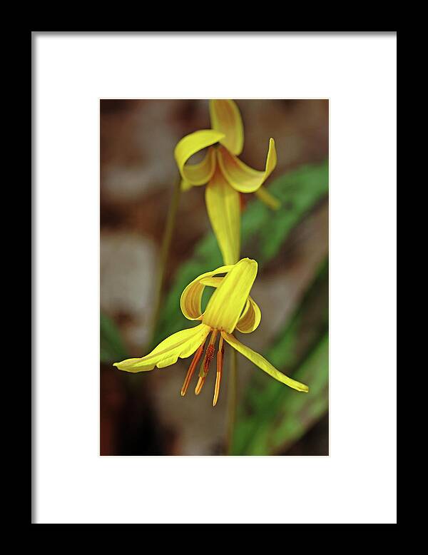 Lily Framed Print featuring the photograph Yellow Lily Wildflower by Debbie Oppermann