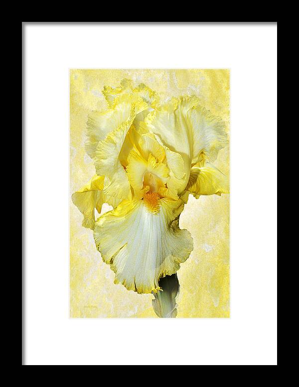 Iris Flower Framed Print featuring the photograph Yellow Mist Iris by Phyllis Denton
