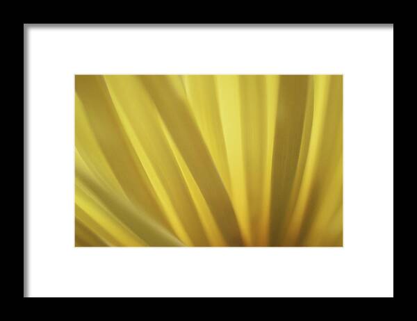 Photograph Framed Print featuring the photograph Yellow Mum Petals #7 by Larah McElroy