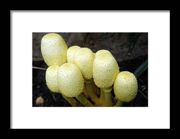 Yellow Framed Print featuring the photograph Yellow Mushrooms by Adam Johnson