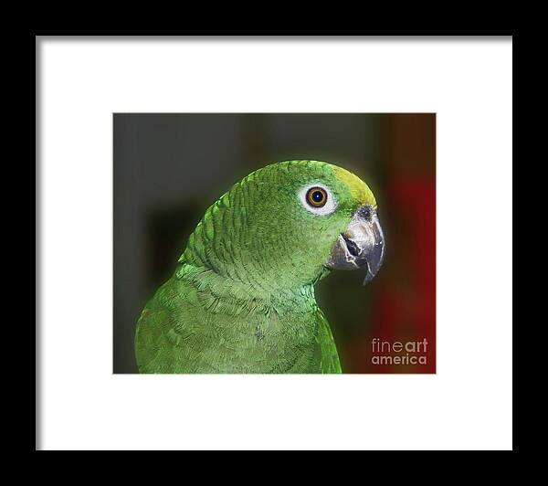 Parrot Framed Print featuring the photograph Yellow Naped Amazon Parrot by Smilin Eyes Treasures