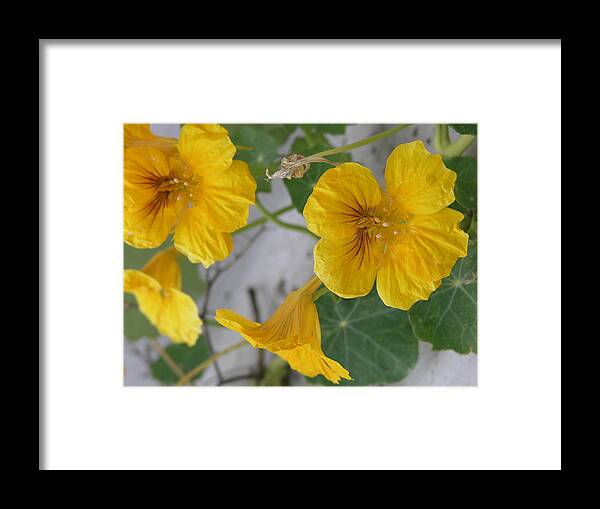 Yellow Framed Print featuring the photograph Yellow Nasturtium by Stephen Daddona