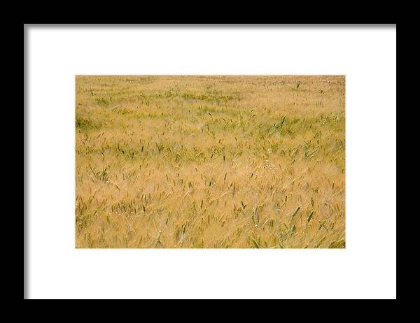 Abstract Framed Print featuring the photograph Yellow nature abstract background by Michalakis Ppalis