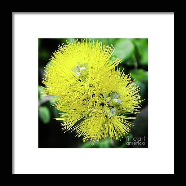 Ohia Framed Print featuring the photograph Yellow Ohia Flowers - Hawaii by D Davila