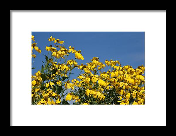 Flowers Framed Print featuring the photograph Yellow on Blue by Lois Lepisto