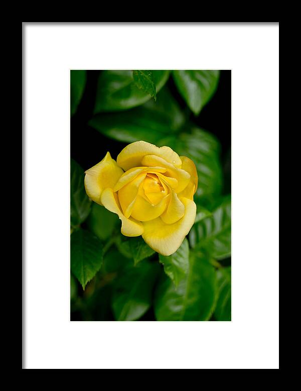 Rose Framed Print featuring the photograph Yellow on green. by Elena Perelman