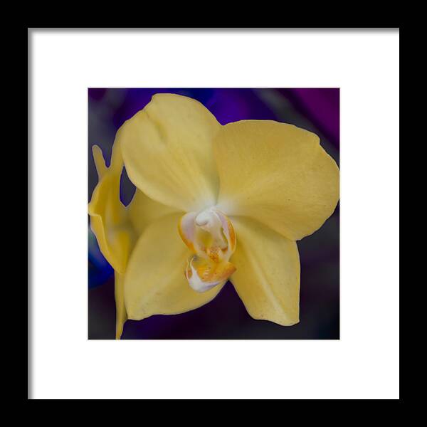 Flower Framed Print featuring the photograph Yellow Orchard by Linda Constant