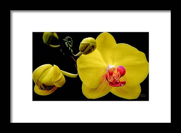 Orchid Framed Print featuring the photograph Yellow Orchid and Buds by Julie Palencia