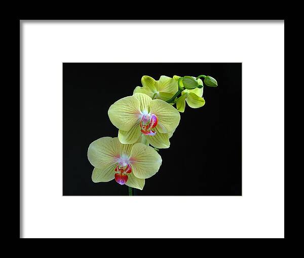 Georgia Framed Print featuring the photograph Yellow Orchidee by Juergen Roth