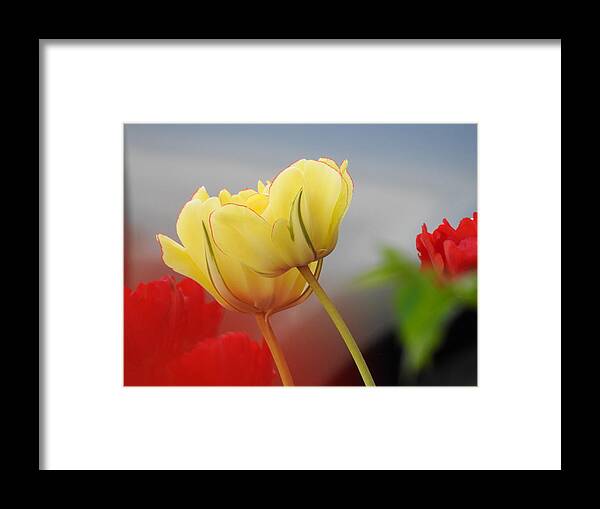 Tulips Framed Print featuring the photograph Yellow Pair by Betty-Anne McDonald