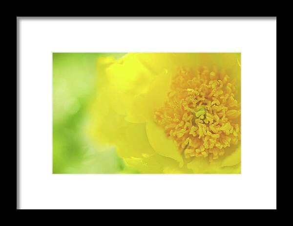 Peony Framed Print featuring the photograph Yellow Peony by Margaret Goodwin