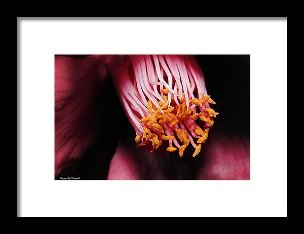 Pollen Framed Print featuring the photograph Yellow pollen 01 by Kevin Chippindall