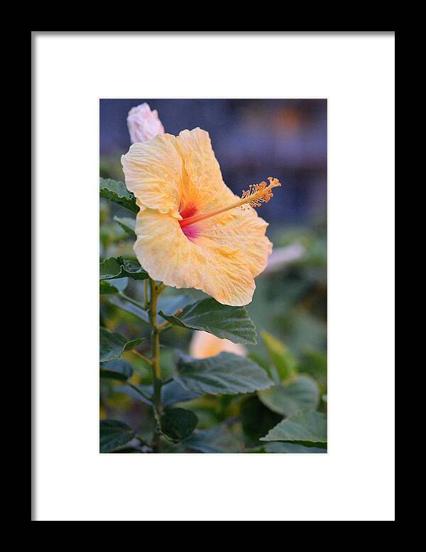 Flower Framed Print featuring the photograph Yellow Red Hibiscus Profile by Amy Fose
