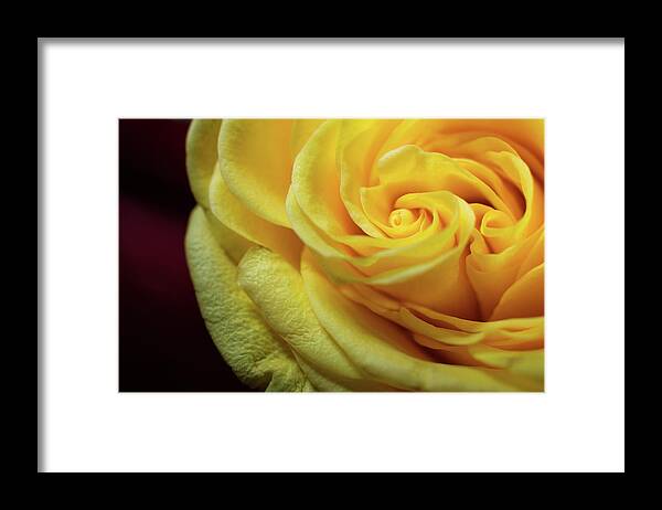 Yellow Framed Print featuring the photograph Yellow Rose by Dawn Knuth