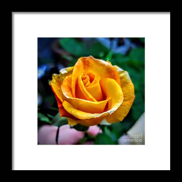 Rose Framed Print featuring the photograph Yellow rose by Garnett Jaeger