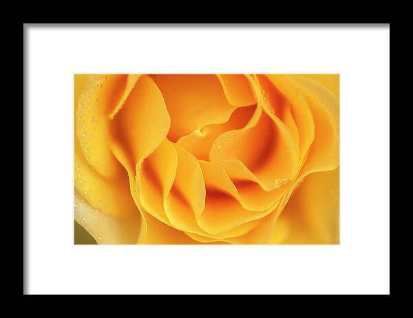 Flower Framed Print featuring the photograph Yellow rose of Texas by Usha Peddamatham