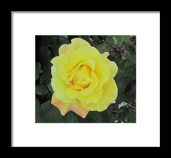 Photos Y Paul Meinerth Framed Print featuring the photograph Yellow Rose by Paul Meinerth