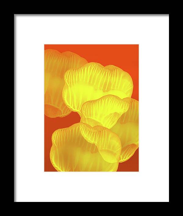 Abstract Framed Print featuring the painting Yellow Rose Petals Falling in the Garden by Amy Vangsgard