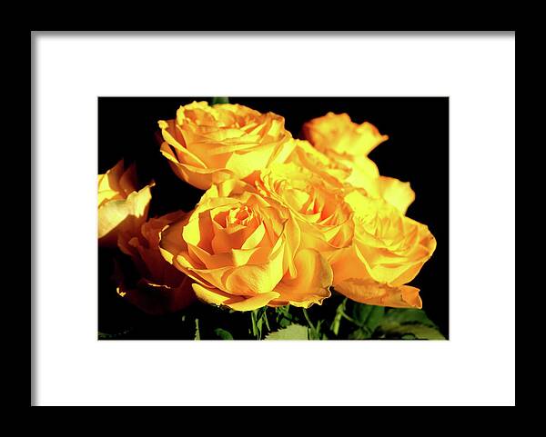 Yellow Roses Flower Framed Print featuring the photograph Yellow Roses by Ian Sanders