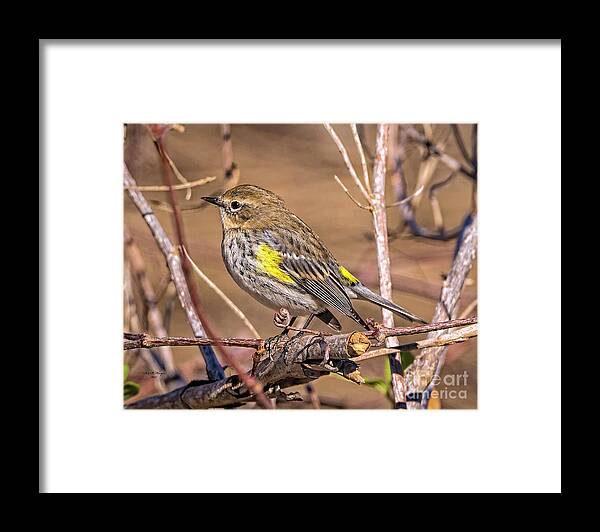 Nature Framed Print featuring the photograph Yellow-Rumped Warbler by DB Hayes