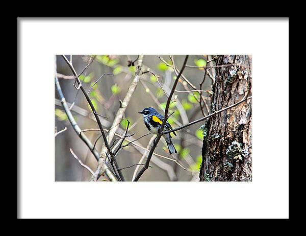 Yellow-rumped Warbler Framed Print featuring the photograph Yellow-rumped Warbler by Bill Morgenstern