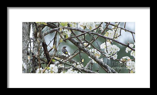 Bird Framed Print featuring the photograph Yellow-rumped Warbler In Pear Tree by Donna Brown
