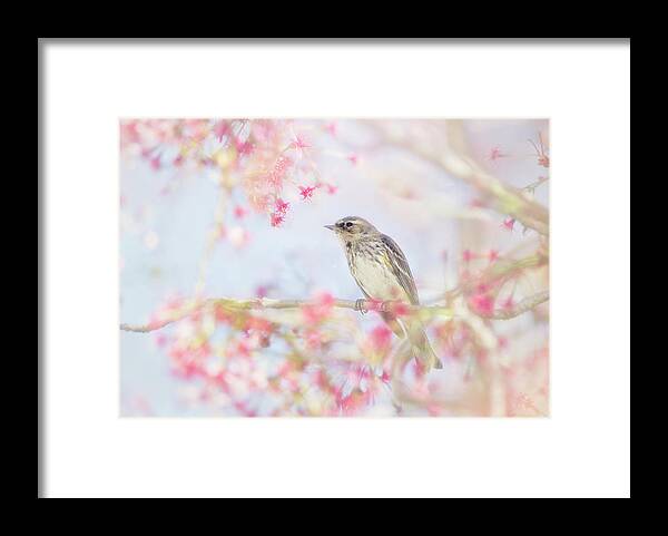 Yellow-rumped Warbler Framed Print featuring the photograph Yellow-Rumped Warbler in Spring Blossoms by Susan Gary