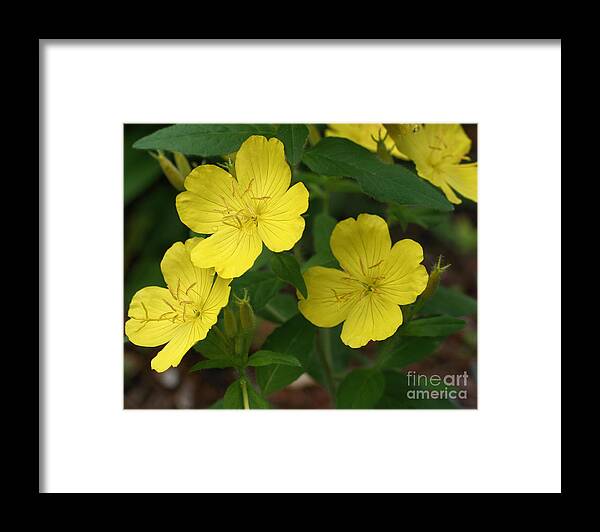 Flower Framed Print featuring the photograph Yellow Simplicity by Smilin Eyes Treasures