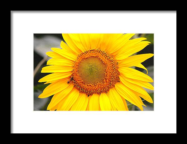 Sunflower Framed Print featuring the photograph Yellow Sunflower with bee by Amy Fose