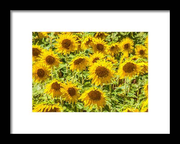 David Letts Framed Print featuring the painting Yellow Sunflowers by David Letts