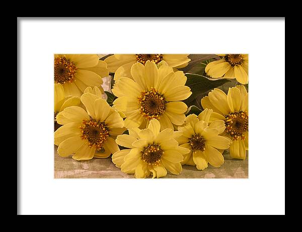 Toto Framed Print featuring the photograph Yellow Toto Lemon Rudbeckia by Sandra Foster