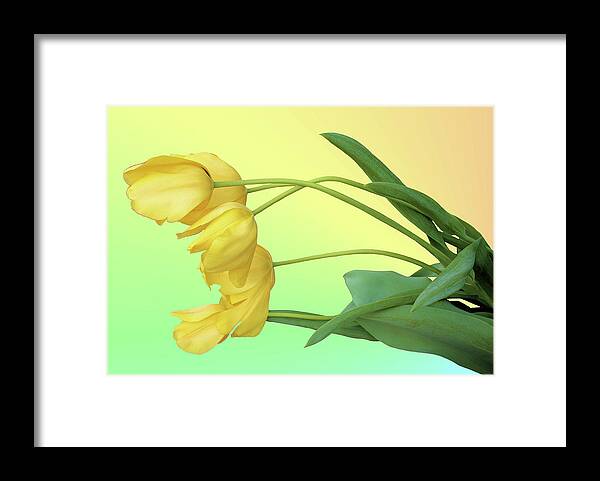 Tulip Framed Print featuring the photograph Yellow Tulip Pastel by Kristin Elmquist