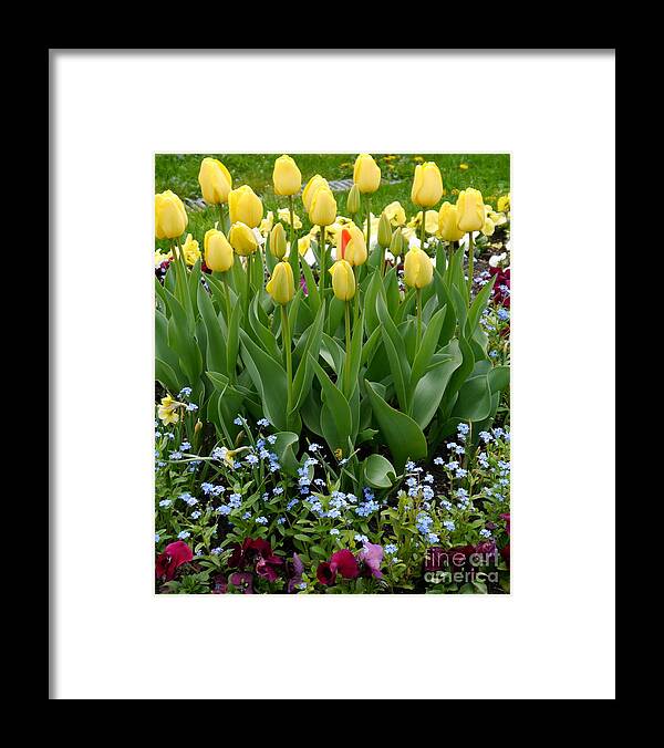 Tulip Framed Print featuring the photograph Yellow Tulips by Christiane Schulze Art And Photography