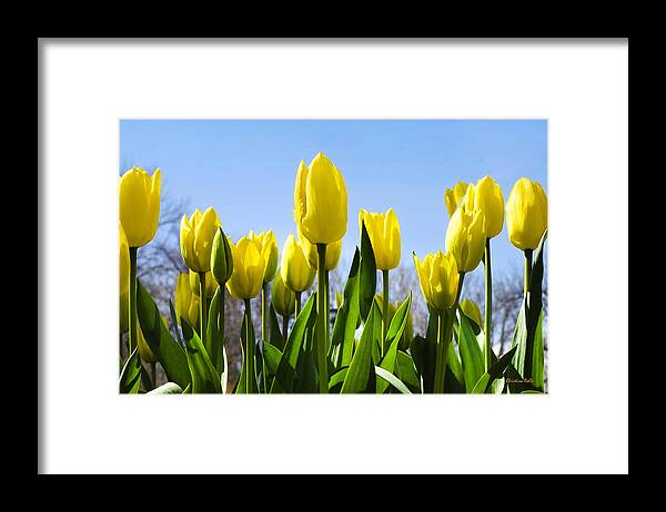 Tulips Framed Print featuring the photograph Yellow Tulips by Christina Rollo