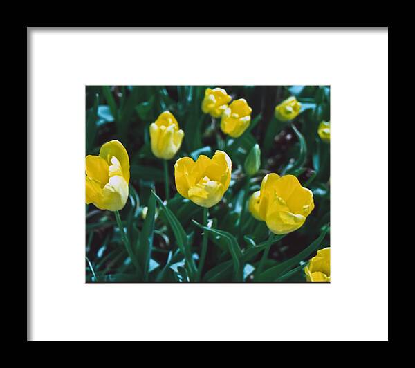 Film Framed Print featuring the photograph Yellow Tulips--Film Image by Matthew Bamberg