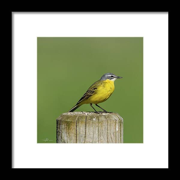 Yellow Wagtail Framed Print featuring the photograph Yellow Wagtail perching on the roundpole a close-up by Torbjorn Swenelius