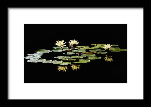 Yellow Water Lilies Framed Print featuring the photograph Yellow Water Lilies by Steven Michael