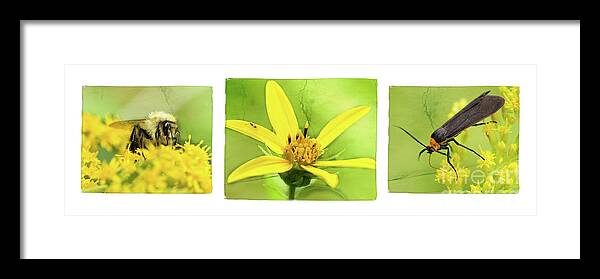 Insect Photography Framed Print featuring the photograph Yellow Wildflower and Insect Photography Print by Nikki Vig