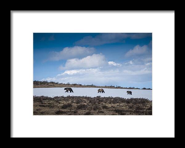 Cub Framed Print featuring the photograph Yellowstone Bears by Bill Cubitt