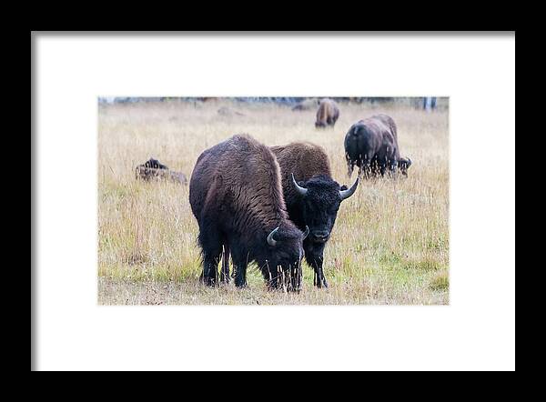 Bison Framed Print featuring the photograph Yellowstone Bison by Jennifer Ancker