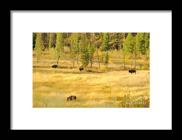 Yellowstone National Park Framed Print featuring the photograph Yellowstone Bison by Merle Grenz