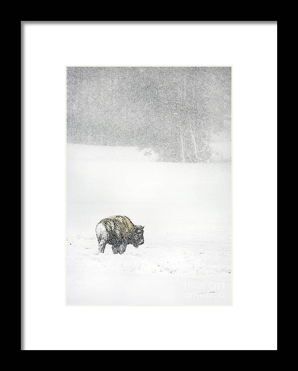 Landscape Framed Print featuring the photograph Yellowstone Buffalo in Winter by Craig J Satterlee