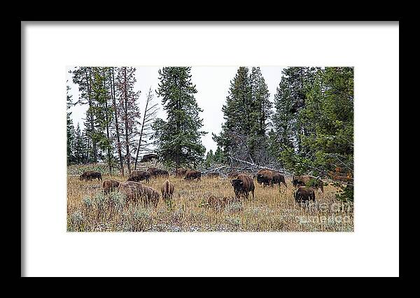 Yelowstone Framed Print featuring the photograph Yellowstone Buffalo by Jim Garrison