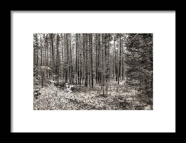 Adventure Framed Print featuring the photograph Yellowstone Fire Burn Scar by Scott McGuire