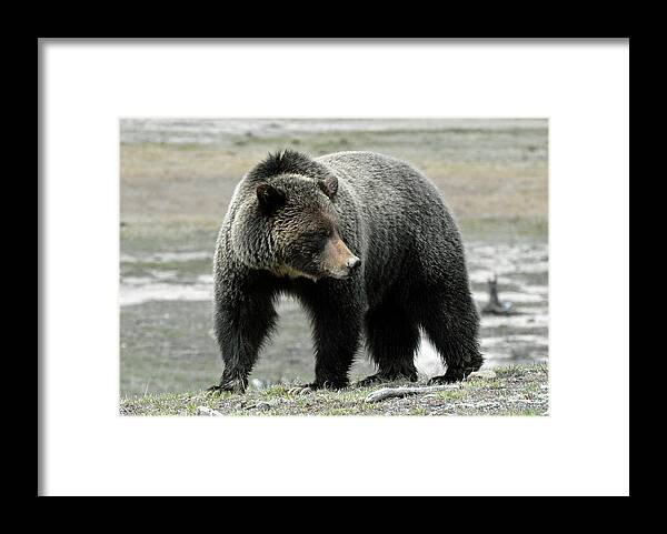 Yellowstone Framed Print featuring the photograph Yellowstone Grizzly a Pondering by Bruce Gourley